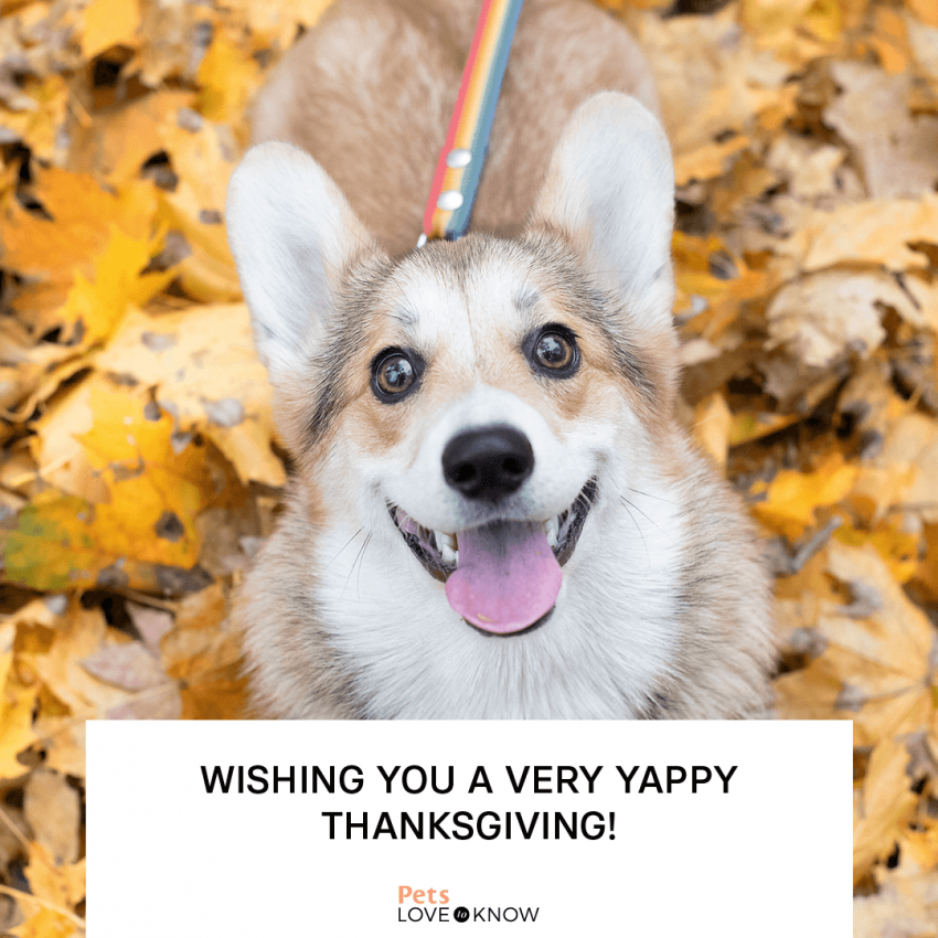 11 Happy Thanksgiving Dog Memes for Maximum TailWags LoveToKnow Pets