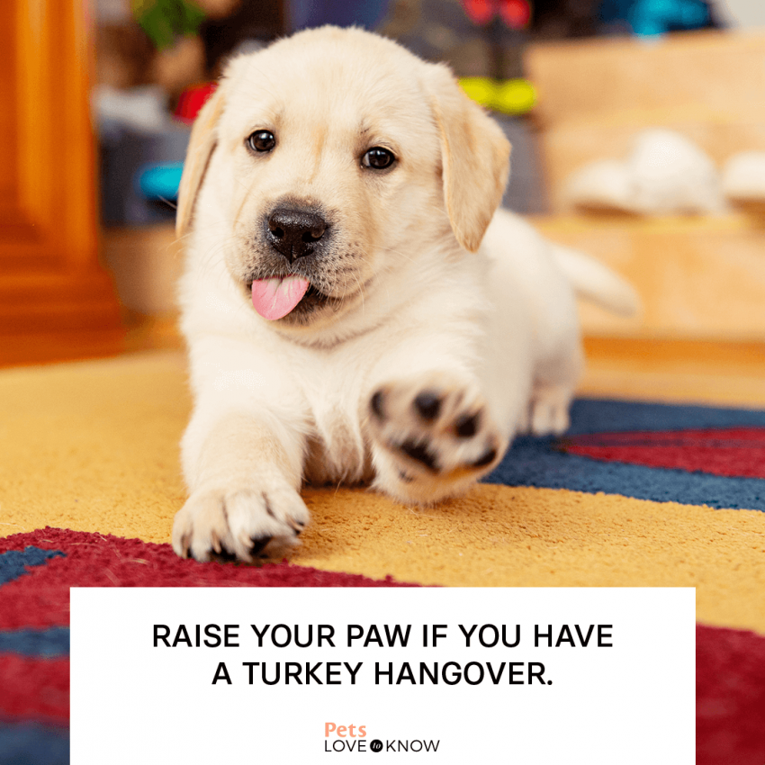 11 Happy Thanksgiving Dog Memes for Maximum TailWags LoveToKnow Pets