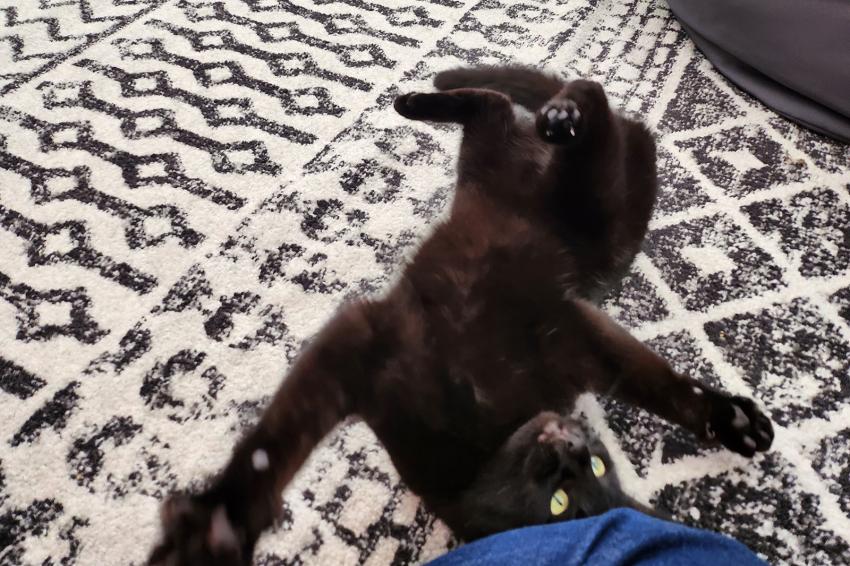 Catnip Tea 4 Real Cats React to Our Simple Recipe LoveToKnow Pets