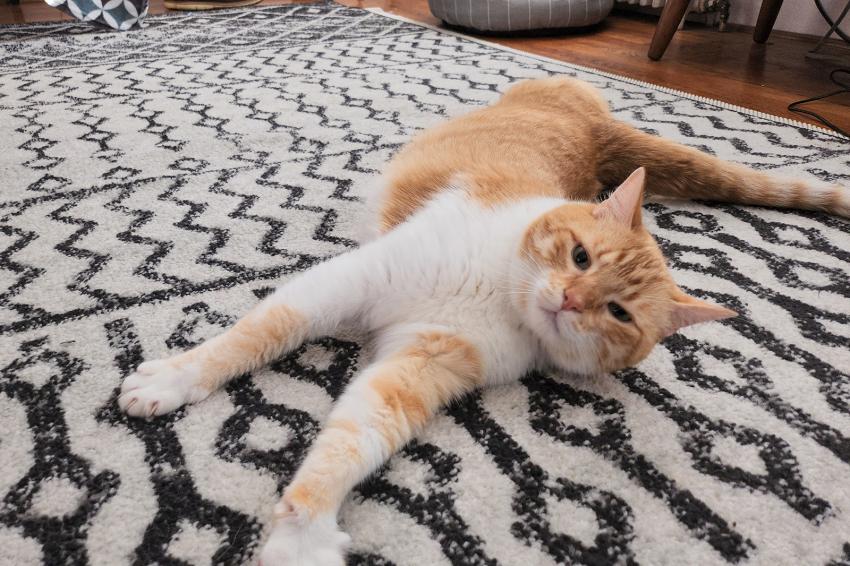 Catnip Tea 4 Real Cats React to Our Simple Recipe LoveToKnow Pets