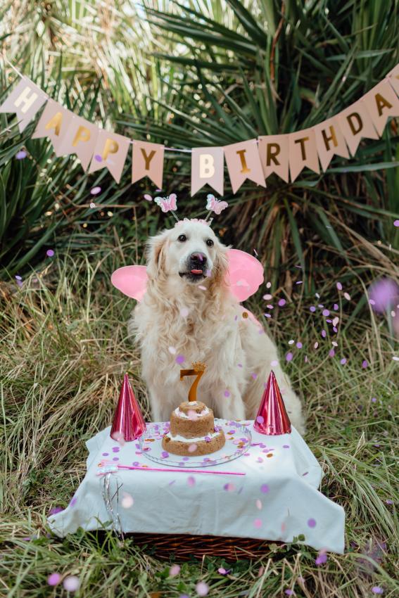 Picture Perfect: 14 Happy Birthday Dogs in Barkday Bliss | LoveToKnow Pets