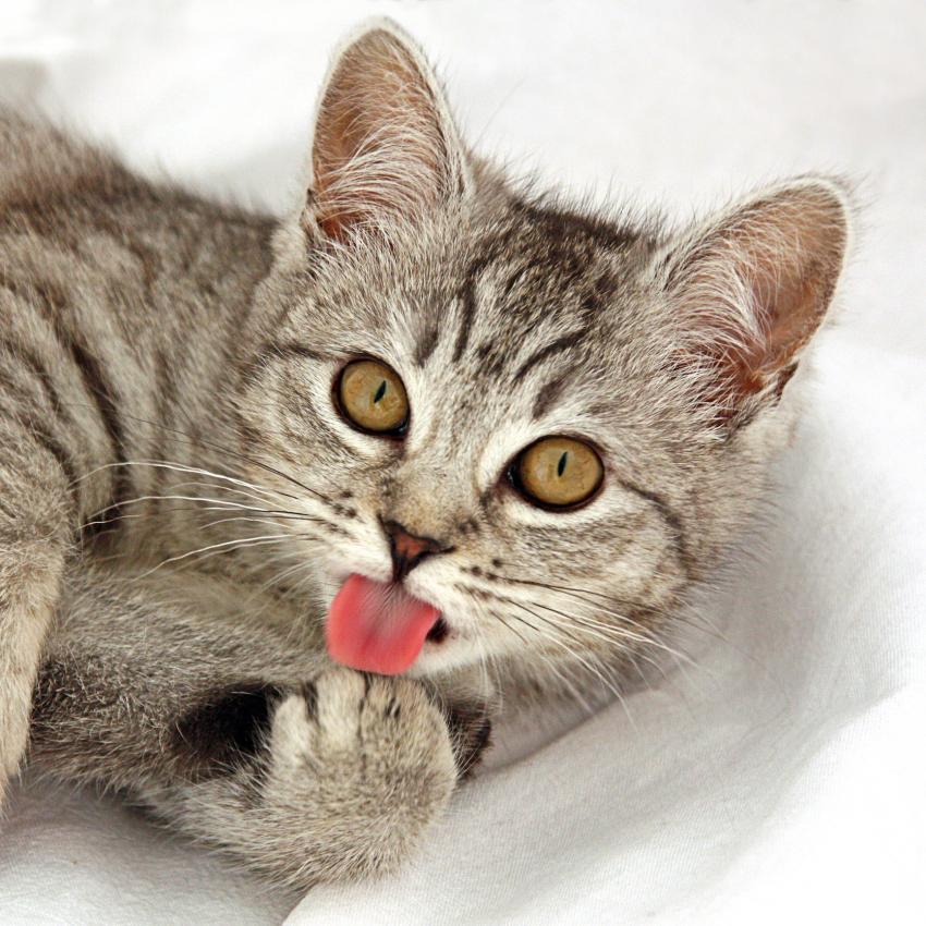 30 Cat Blep Pics for Your Daily Dose of Cuteness LoveToKnow Pets