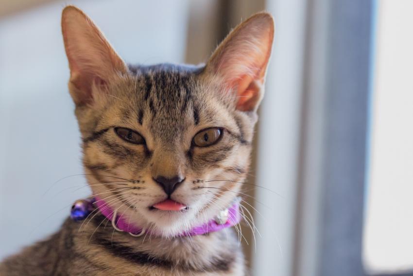 30 Cat Blep Pics for Your Daily Dose of Cuteness LoveToKnow Pets