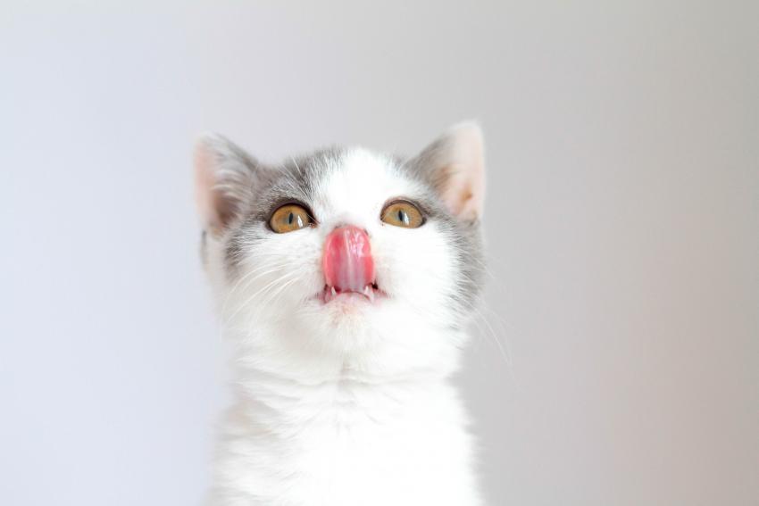 30 Cat Blep Pics for Your Daily Dose of Cuteness LoveToKnow Pets