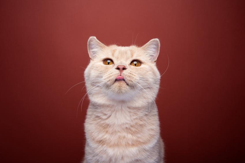 30 Cat Blep Pics for Your Daily Dose of Cuteness LoveToKnow Pets