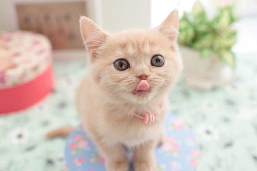 30 Cat Blep Pics for Your Daily Dose of Cuteness LoveToKnow Pets