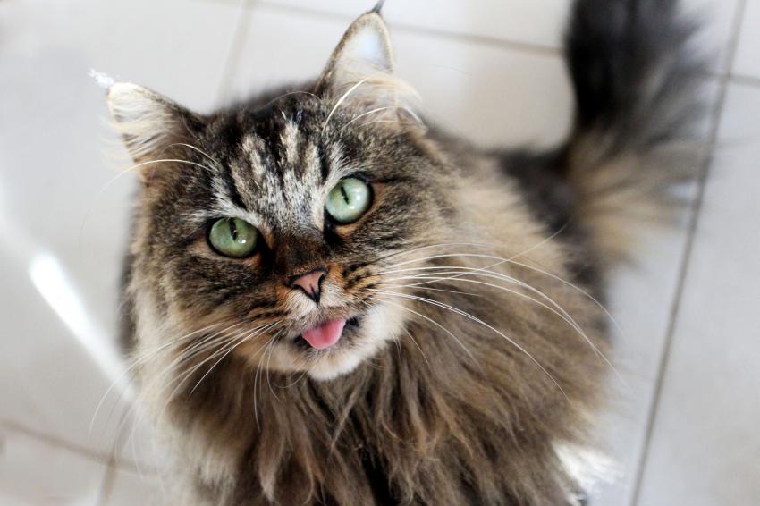 30 Cat Blep Pics for Your Daily Dose of Cuteness LoveToKnow Pets