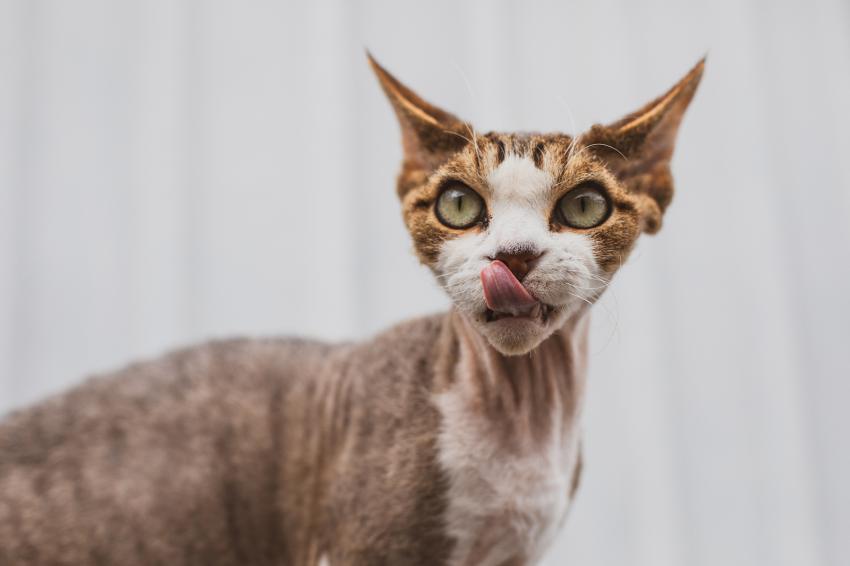 30 Cat Blep Pics for Your Daily Dose of Cuteness LoveToKnow Pets