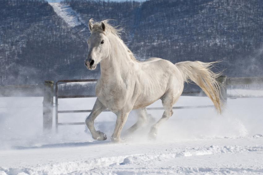 18 Horses Enjoying Snowy Shenanigans LoveToKnow Pets