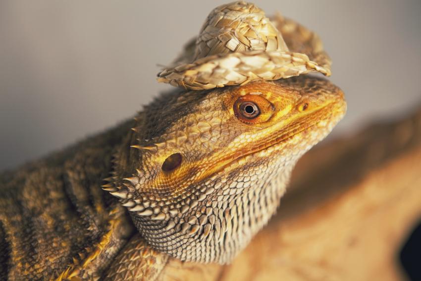 15 Lizards Showing Off Their Tiny Hats & Big Cuteness LoveToKnow Pets