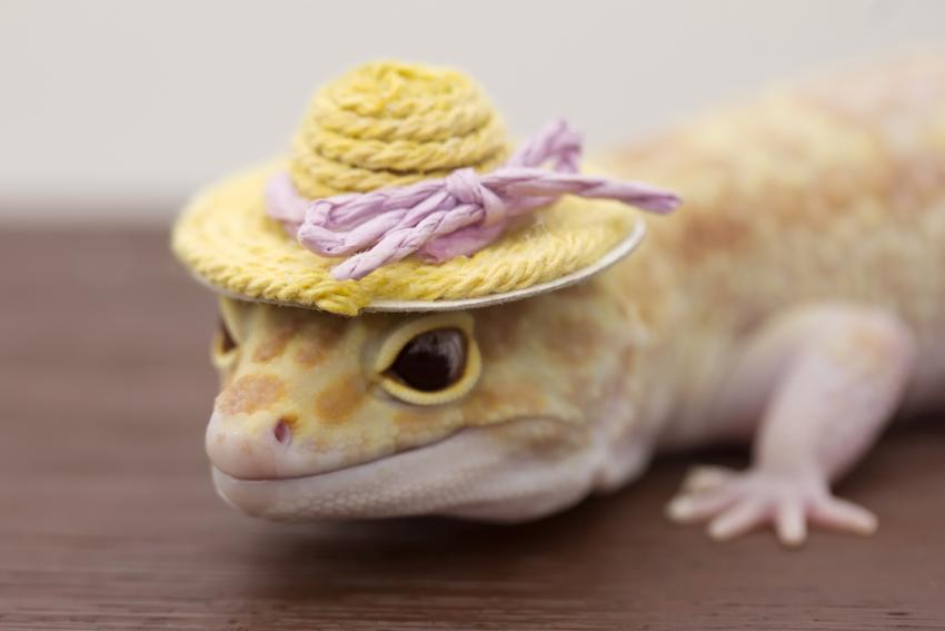 15 Lizards Showing Off Their Tiny Hats & Big Cuteness LoveToKnow Pets