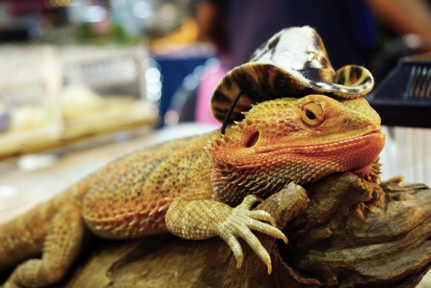 15 Lizards Showing Off Their Tiny Hats & Big Cuteness LoveToKnow Pets