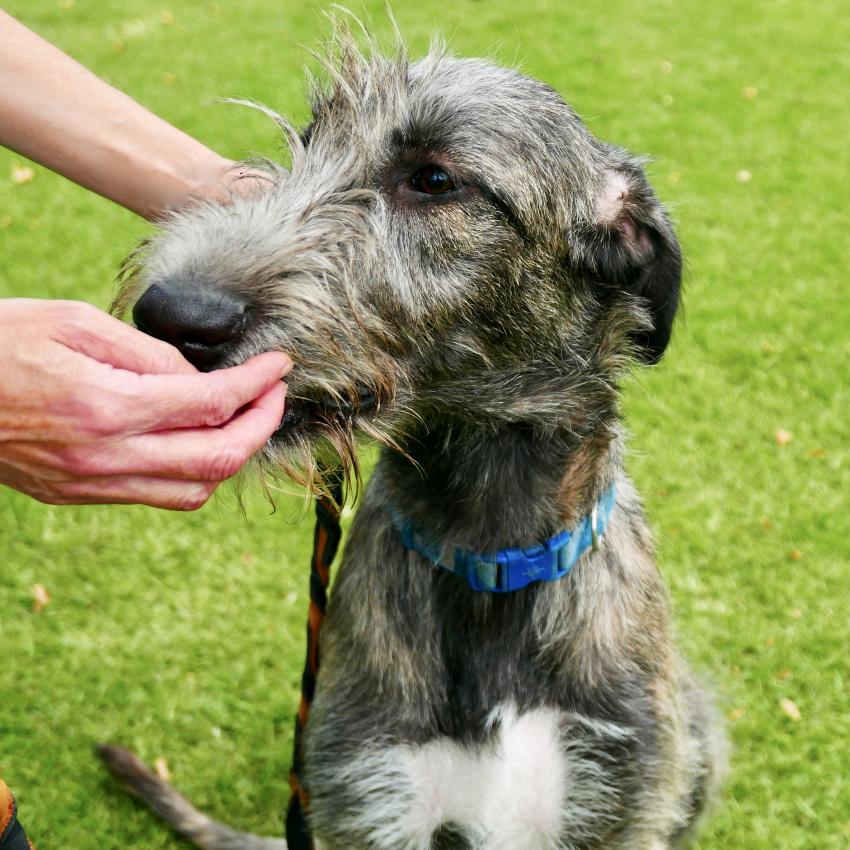 meet-the-noble-nimble-scottish-deerhound-lovetoknow-pets