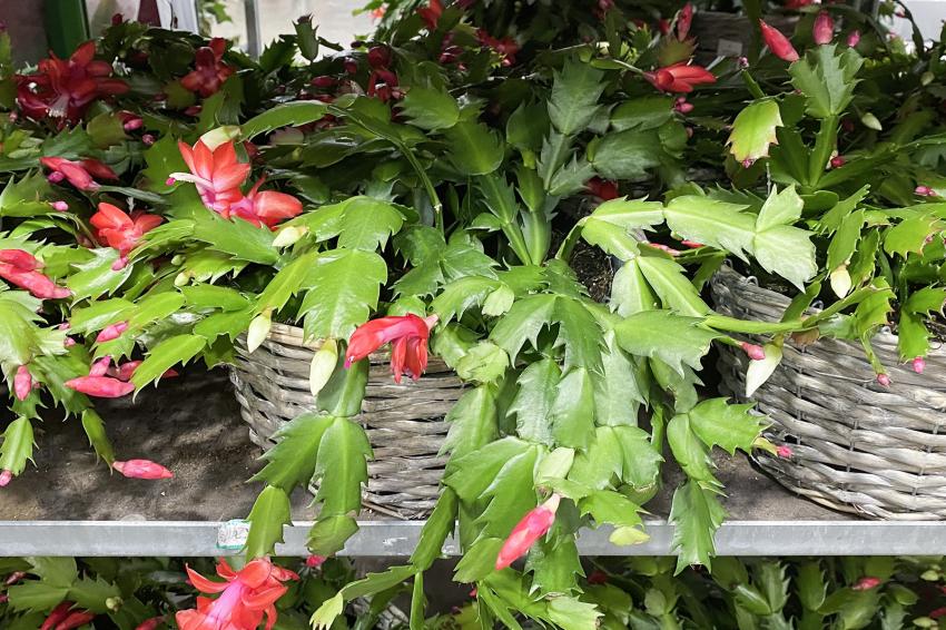 13 Best Costco Christmas Finds to Make Your Hosting Easy LoveToKnow