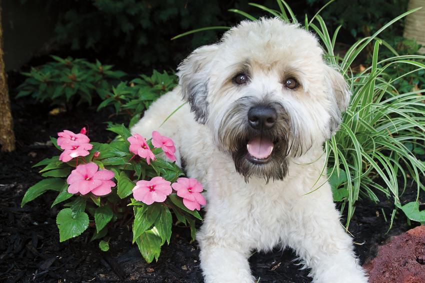 Meet the SoftCoated Wheaten Terrier (With Puppy Photos!) LoveToKnow Pets