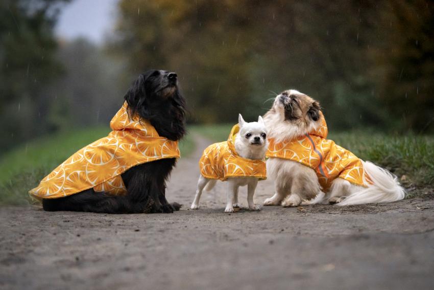 The Weird & Wild Origins Behind "It's Raining Cats & Dogs" | LoveToKnow ...