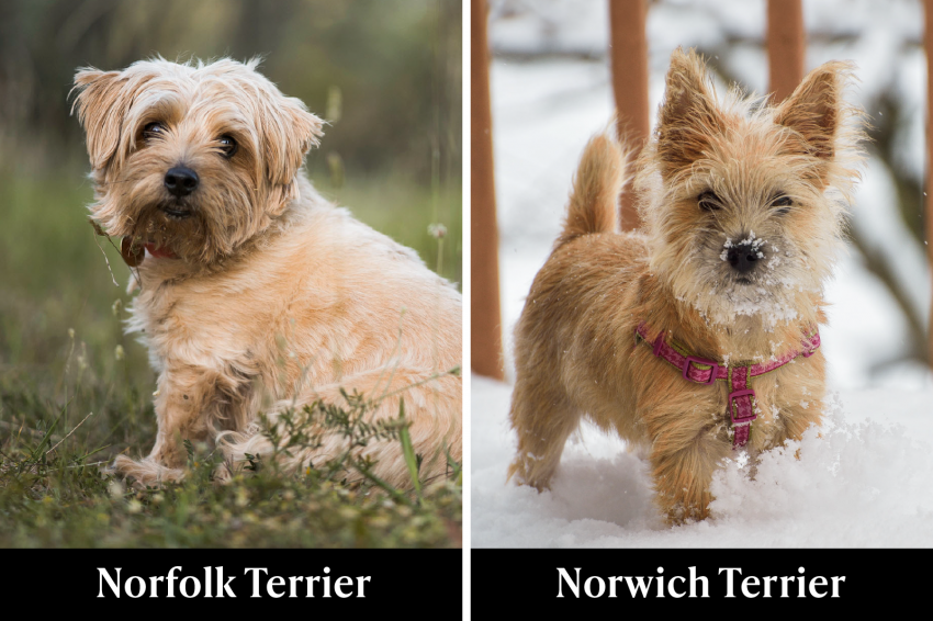Get to Know the Lovable Norwich Terrier Dog Breed LoveToKnow Pets