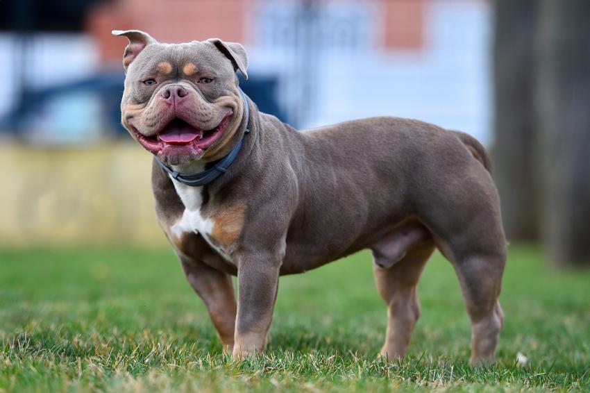 Meet the Pit Bull, aka "Pibble," Dog Breed That's Not a Dog Breed Meet the Pit Bull, aka "Pibble," Dog Breed That's Not a Dog Breed