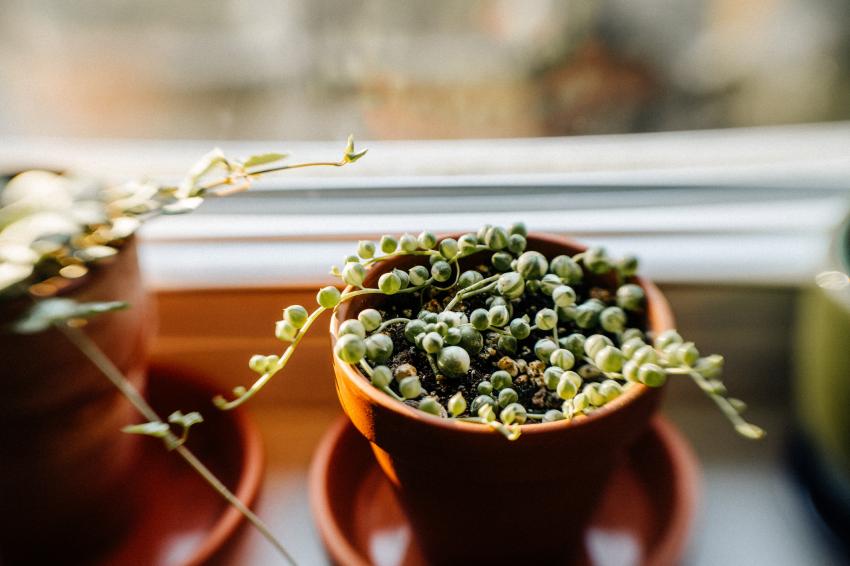 9 Petite Plants That Stay Small & Add Color Without Taking Over