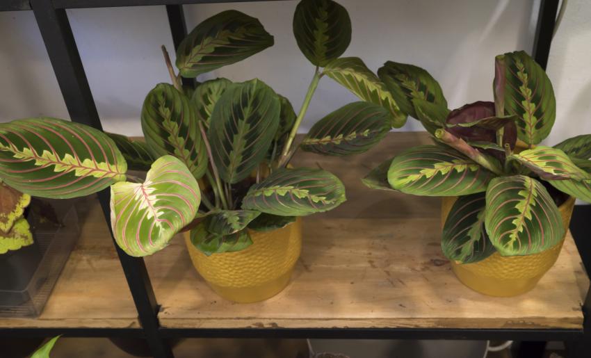 9 Petite Plants That Stay Small & Add Color Without Taking Over