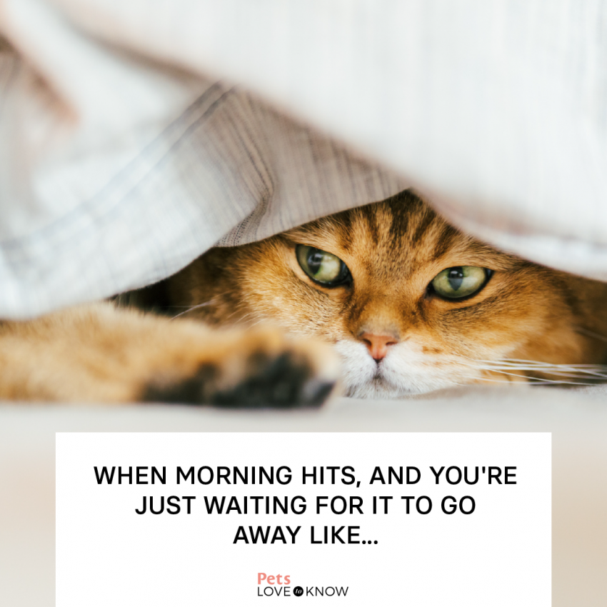 17 Good Morning Cat Memes That Are Better Than Coffee | LoveToKnow Pets