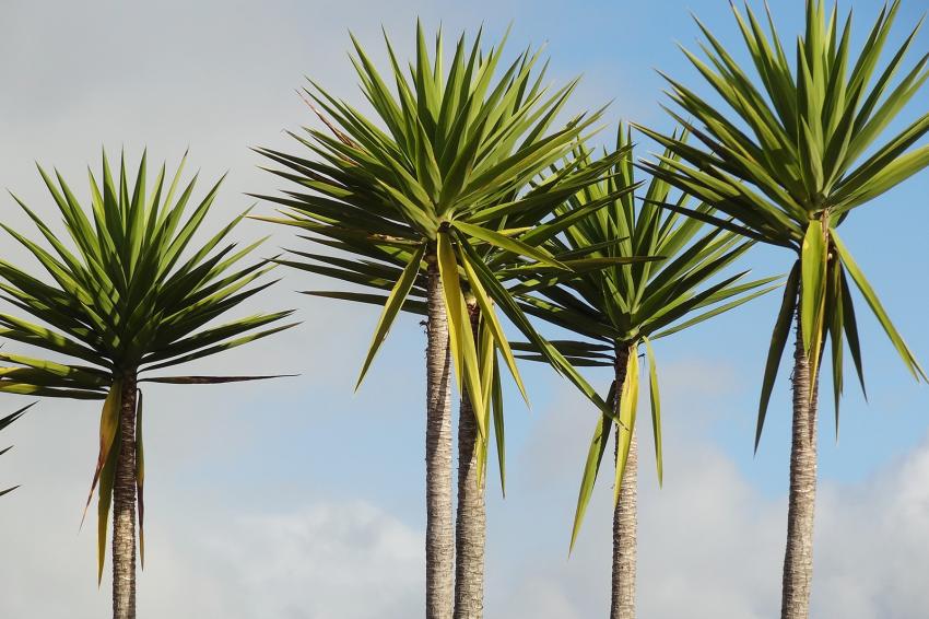 14 Different Types of Palm Trees & How Tall They Grow LoveToKnow