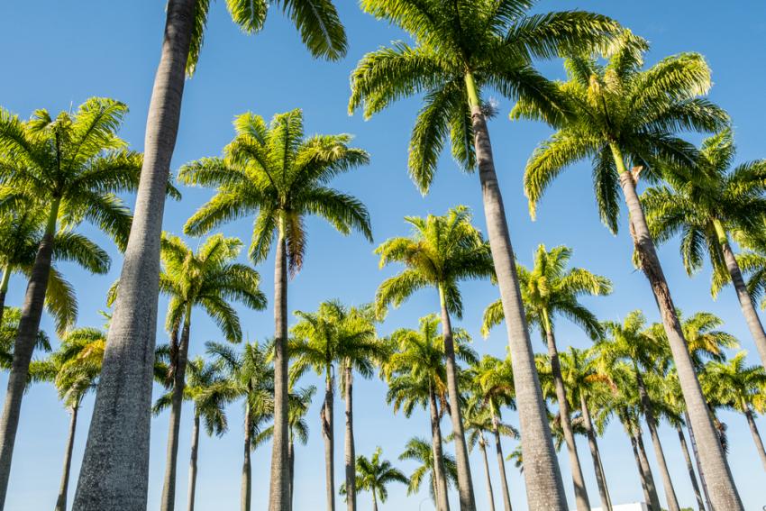 14 Different Types of Palm Trees & How Tall They Grow LoveToKnow