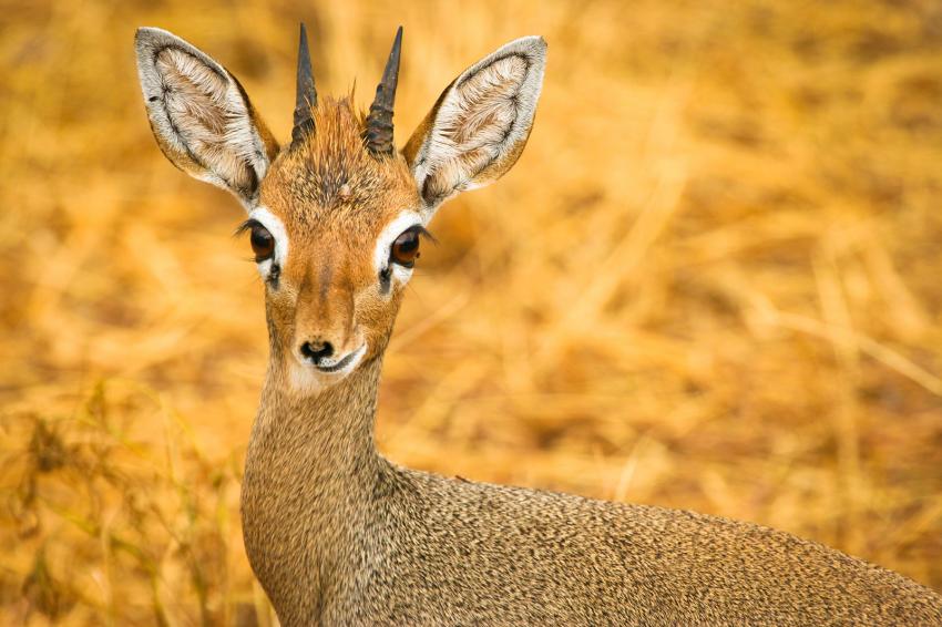 10 Wildly Weird Animals You've Probably Never Heard Of | LoveToKnow