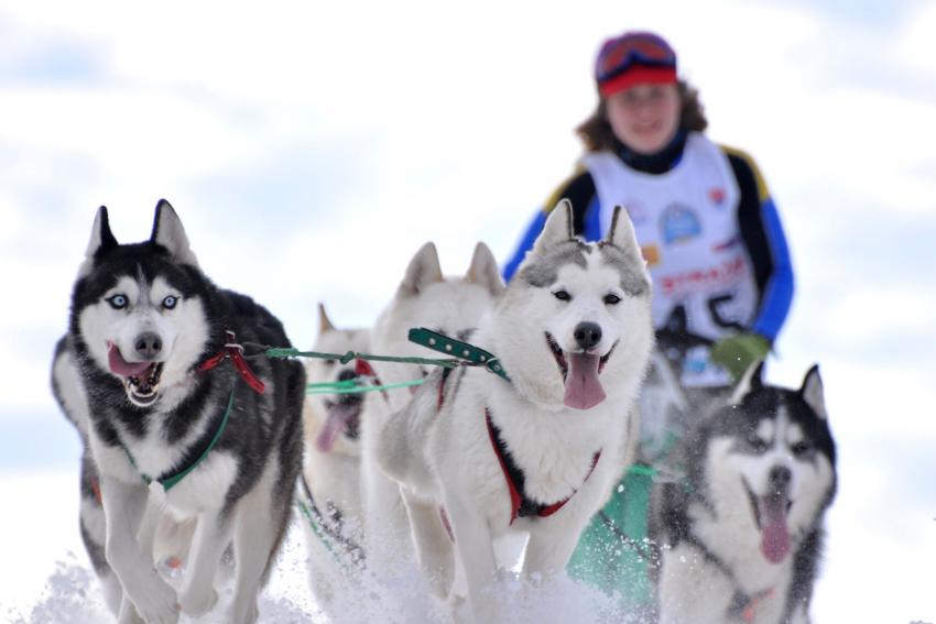 11 Sled Dog Movies That’ll Give You All the Feels LoveToKnow Pets