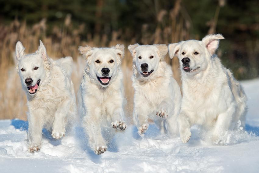 11 Sled Dog Movies That’ll Give You All the Feels LoveToKnow Pets