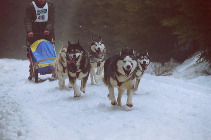 11 Sled Dog Movies That’ll Give You All the Feels LoveToKnow Pets