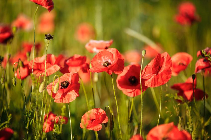 12 Pretty June Flowers That Welcome Summer | LoveToKnow