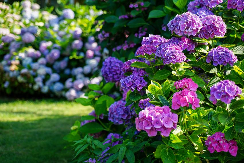 12-pretty-june-flowers-that-welcome-summer-lovetoknow