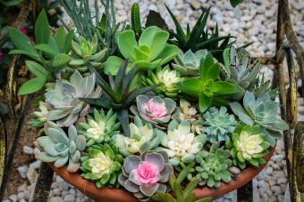 succulent indoor gardens