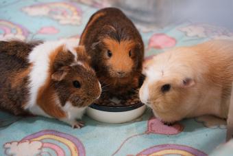 https://cf.ltkcdn.net/www/images/slide/344332-850x566-guinea-pigs-eating-1500664775.jpg