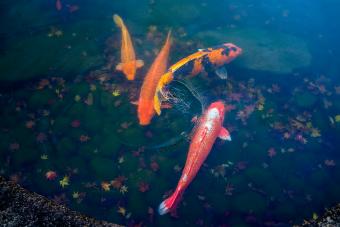 Koi carp in a pond 