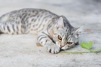 https://cf.ltkcdn.net/www/images/slide/344474-850x566-egyptian-mau-cat-1350656163.jpg