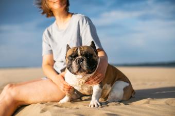 https://cf.ltkcdn.net/www/images/slide/344497-850x566-french-bulldog-beach-1389123932.jpg