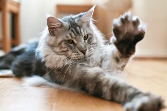 https://cf.ltkcdn.net/www/images/slide/344575-850x567-maine-coon-cat-1134828169.jpg