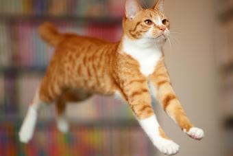 Domestic ginger cat jumping in mid air