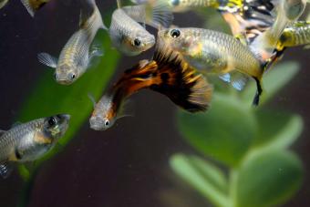 Guppy Multi Colored Fish in a Tropical Aquarium