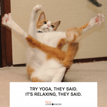 https://cf.ltkcdn.net/www/images/slide/346169-850x850-cat-memes-yoga.png