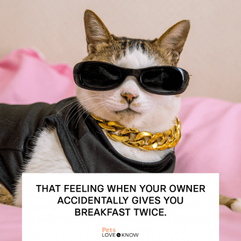 https://cf.ltkcdn.net/www/images/slide/346176-850x850-cat-memes-second-breakfast.png