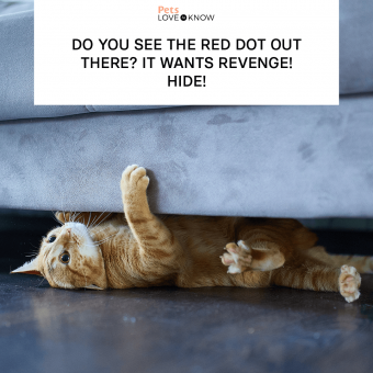 https://cf.ltkcdn.net/www/images/slide/346177-850x850-cat-memes-red-dot.png