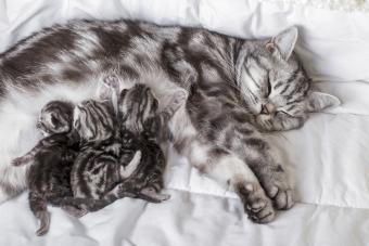 Mother cat with newborn kittens