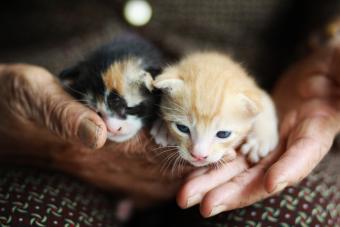 two-week-old kittens