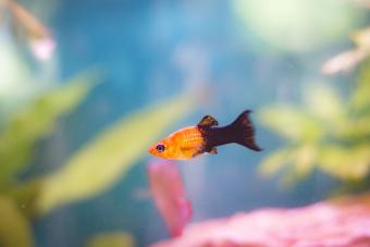 What to Expect When Your Molly Fish Is Expecting Babies