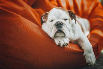 lethargic bulldog