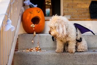 dog in costume looking at pumpkin seeds