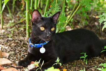 black Japanese bobtail cat